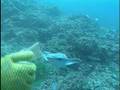 Tahiti Travel Doc  Part 08