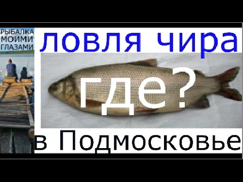 ловить сига в подмосковье ловить сига в подмосковье