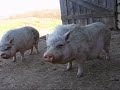 11 pot belly pigs @ Olive Branch Animal Rescue & Refuge, Inc 11 pot belly pigs @ Olive Branch Animal Rescue & Refuge, Inc