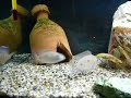 Copadichromis mloto \"midnight\"