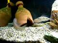 Copadichromis sp. Midnight Mloto
