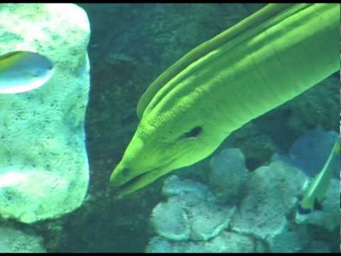 Aquarium San Sebastian Donostia