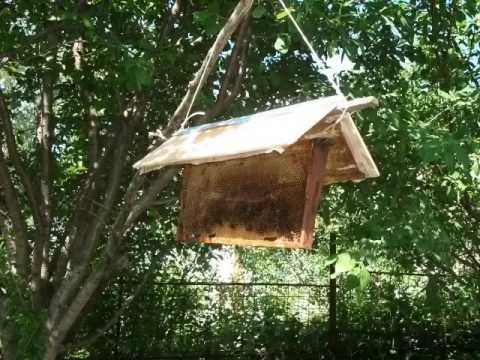 Ловля роев. Сезон 2014. Часть первая - RepeatYT - Twoje utwory w petli!