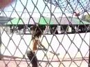 batting cages