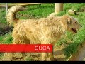 Protectora La Pontiga  \"M�s que chuchos\"