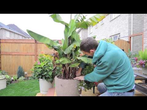 how to harvest dwarf bananas