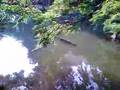 日比谷公園の外来種大魚泳ぐ:YouTube閲覧数=91,737回