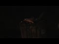 Famous bears in romania -eating trash - tourist attraction 2