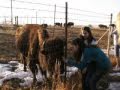 I petted a BUFFALO!