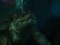 18 inch(carapace) snapper eats fish 18 inch(carapace) snapper eats fish
