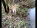 Ciano, cane subacqueo!!!!!!!!