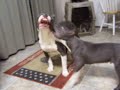 pitbulls playing