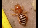 Idk! Large ant? Idk! Large ant?