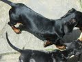 scooby   scrappy miniature dachshund puppies   bone wars!