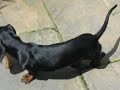scooby   scrappy miniature dachshund puppies   bone wars!