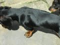 scooby   scrappy miniature dachshund puppies   bone wars!
