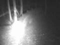 Downhill night head cam Willingham 2