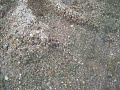 Sapos re chicos en Cordoba Sapos re chicos en Cordoba