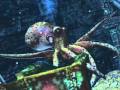 SeaLife Safari Pic"s