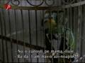 videos de papagalu boland=))