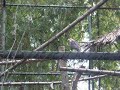 Zoologico Santa Fe 153