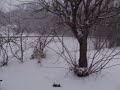 Snow In The Courtyard Snow In The Courtyard