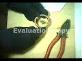 IEVE //// unit of magnetic repellency