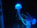 Banpresto Aquapict Jellyfish aquarium