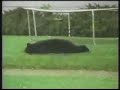 Trampoline + bear = funny file
