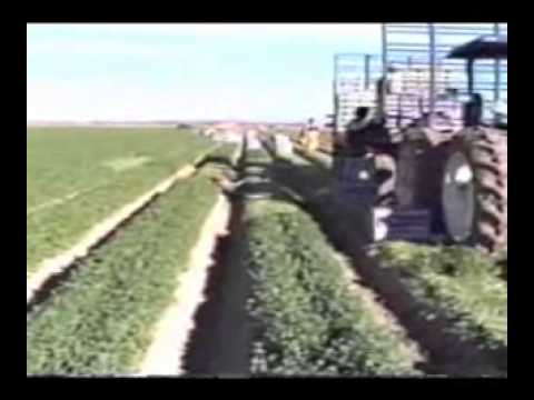 how to harvest cilantro