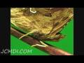720p HD Satyr Butterfly Incredible Camoflage Detail Closeup 720p HD Satyr Butterfly Incredible Camoflage Detail Closeup