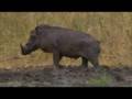 Warthog Wallow