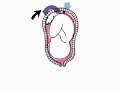 How the Body Works : Hormones in Labor How the Body Works : Hormones in Labor