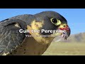 Perigrine Falcon Destroys Pigeon!
