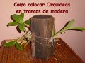 http://www.tusorquideas.com Seguramente te gustaria colocar algunas de tus orquideas en troncos de madera, para hacerlo, las orquideas requieren ciertos cuidados que si no los sigues, podrian hacerle daño. Uno de estos cuidados que debes tener con las orquideas en troncos de madera, es el riego y el uso de orquideas resistentes. Observa en el video dos ejemplos de orquideas con las que puedes practicar esta forma de disfrutar de estas hermosas plantas en tu jardin.