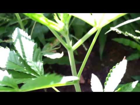 how to grow reggie seeds indoors