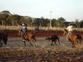 Team roping. (laço em dupla) Team roping. (laço em dupla)