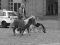 Smithfield Horse Fair 2008