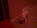 Pudgie & Daisy playing #1 Pudgie & Daisy playing #1