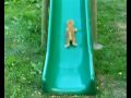 KITTEN ON A SLIDE, WHO NEEDS A TREADMILL? 2nd GENERATION!!!!!