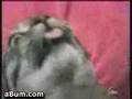 Crazy Cat