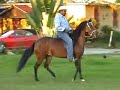 Yeguas de Paso Fino de Puerto Rico Yeguas de Paso Fino de Puerto Rico