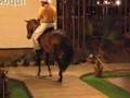 Yeguas de Paso Fino de Puerto Rico