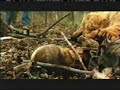 this is my cousin on a national geographic special on timothy treadwell who got eaten by a bear. good gig! seriously.
