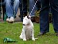 Bull Terrier Inglés video