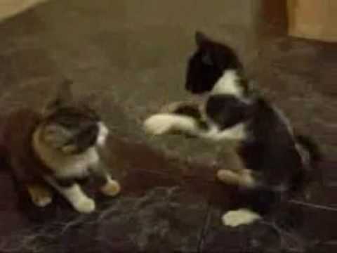 pelea gatos