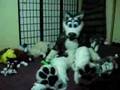 Beef Jerky's plushie conniption fit