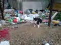 Large Dog, Small Cat, ep. 005
