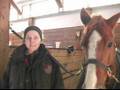 How to Groom a Horse : Introduction to Grooming a Horse