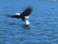 Eagle grabs fish